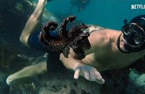 "My Octopus Teacher": il documentario sull'amicizia tra l'uomo e un polpo