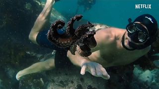 "My Octopus Teacher": il documentario sull'amicizia tra l'uomo e un polpo