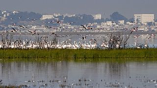 In Tunis, birds wade past waste in key Africa wetlands