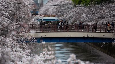Сезон цветения сакуры в Токио