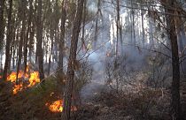 Orman yangınlarına karşı önlem almak için iklim verileri bir yol olabilir mi?