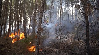 Tecnología y datos para luchar contra incendios forestales en España