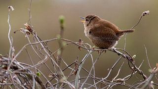 A wren sings from a branch in Earlswood Lakes, UK.