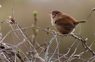 A wren sings from a branch in Earlswood Lakes, UK.