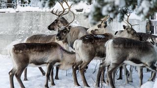 حيوانات الرنة بالقرب من كيرونا، السويد.