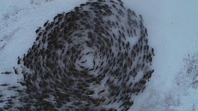 Una manada de renos haciendo círculos concéntricos para protegerse de los depredadores