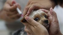 Un perro es vacunado en Taiwán