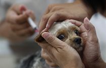 Un perro es vacunado en Taiwán