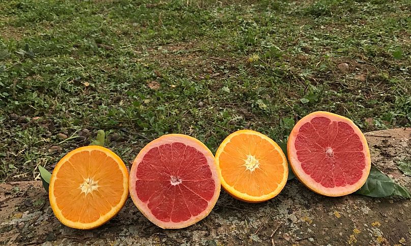 What is Airbnb farming and could it improve the wasteful food supply chain?