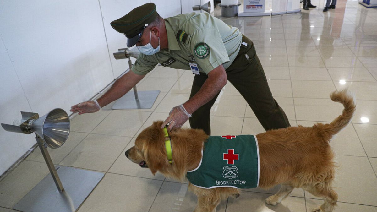 Havaalanında Covid-19 virüsü tespit etmeye çalışan eğitimli bir köpek.