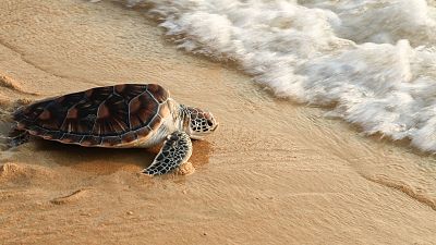 These “cold-stunned” turtles are glad to be back in the ocean These “cold-stunned” turtles are glad to be back in the ocean