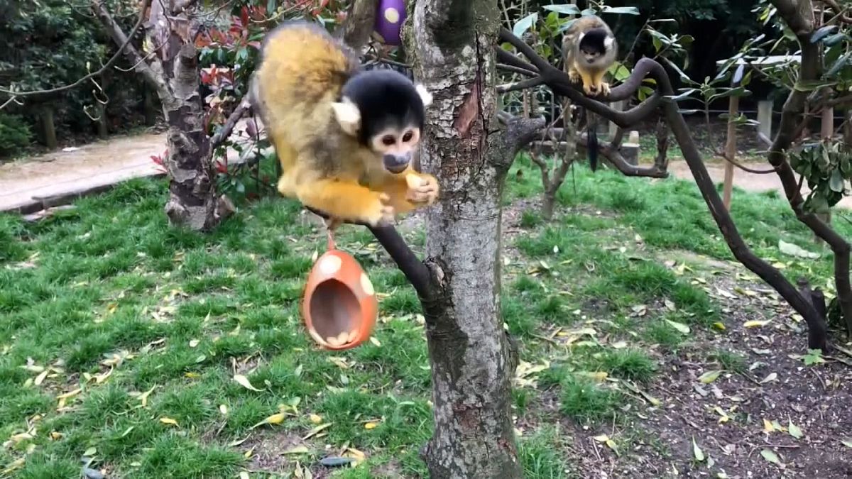 شاهد: حيوانات السرقاط وقرود السنجاب في رحلة بحث عن بيض الفصح بحديقة حيوانات لندن
