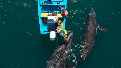 شاهد: الحيتان الرمادية في شمال المكسيك تومئ بعودة موسم السياحة البحرية