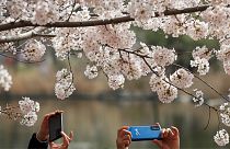 People snapping photos of the blossom in Beijing