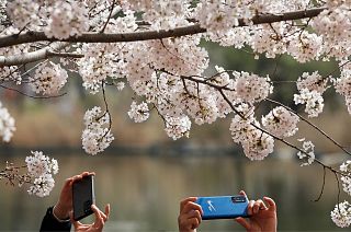 People snapping photos of the blossom in Beijing