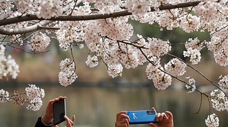 People snapping photos of the blossom in Beijing