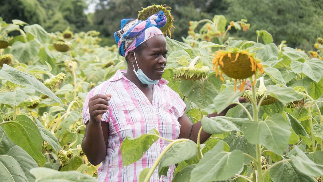 Sunflowers and dried mangoes are the key to surviving climate change in rural Zimbabwe