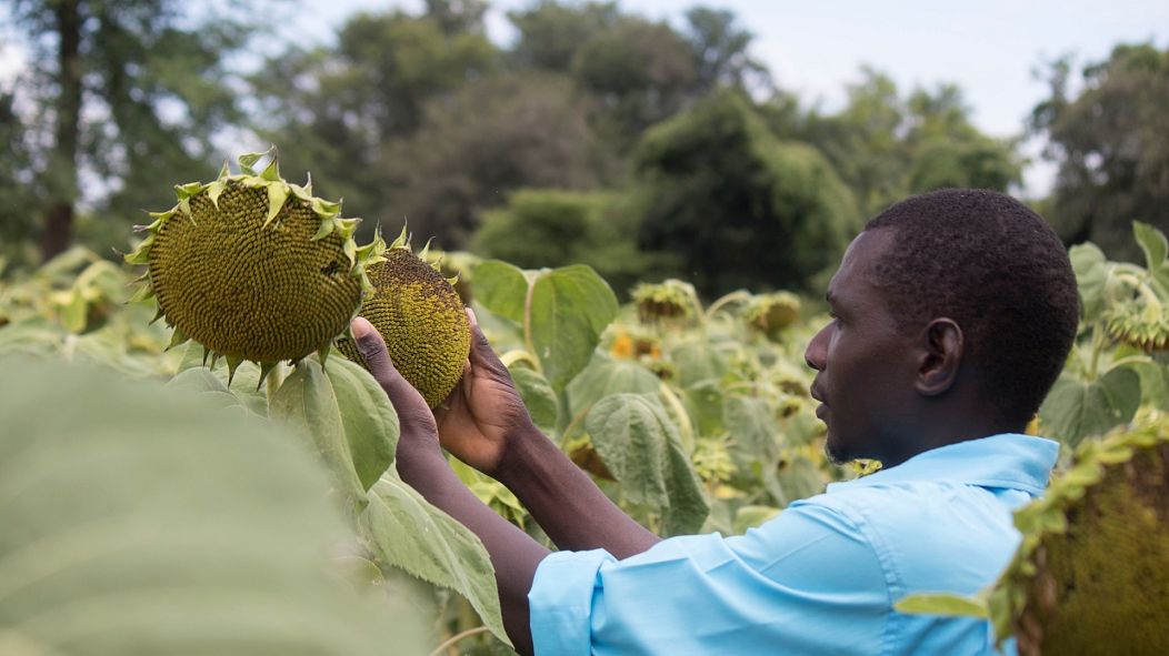 Sunflowers and dried mangoes are the key to surviving climate change in rural Zimbabwe