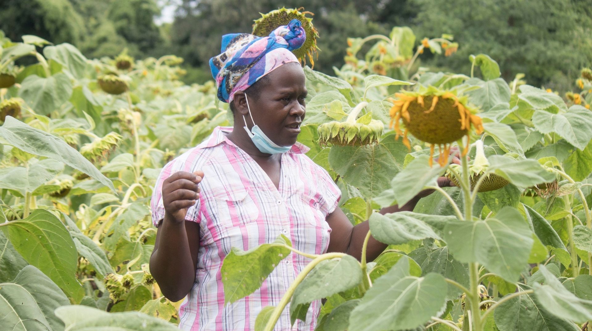 Sunflowers and dried mangoes are the key to surviving climate change in