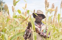 Small holder farmer, Savirios Chingura inspects his almost ready for harvest sorghum in his field in Gokwe South, Zimbabwe