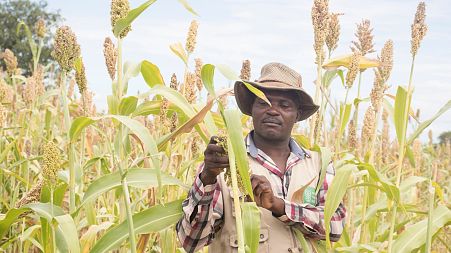 Small holder farmer, Savirios Chingura inspects his almost ready for harvest sorghum in his field in Gokwe South, Zimbabwe