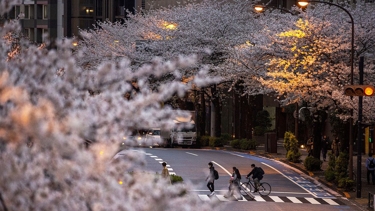 People wearing protective masks walk across the street under a canopy of cherry blossoms. March 28, 2021, in Tokyo, Japan