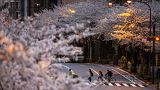 People wearing protective masks walk across the street under a canopy of cherry blossoms. March 28, 2021, in Tokyo, Japan