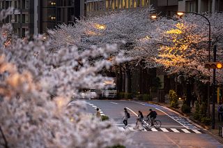 People wearing protective masks walk across the street under a canopy of cherry blossoms. March 28, 2021, in Tokyo, Japan