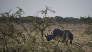 Namibie : les rhinocéros en péril
