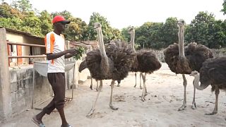 Senegal ostrich farming turn lucrative business
