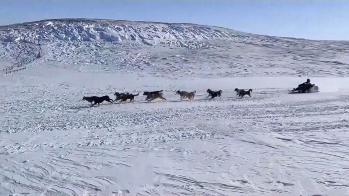 Арктическая гонка на собачьих упряжках "Надежда-2021"