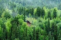 بيوت الأشجار في ألاسكا