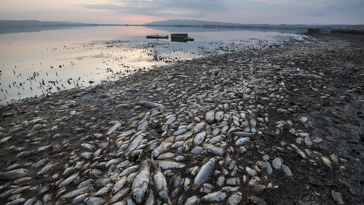 Мёртвая рыба на побережье Греции, сентябрь 2019 года 