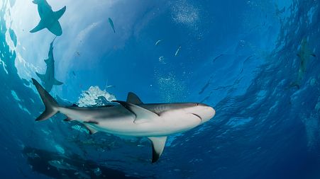 Could shark fishing become legal again in the Maldives?