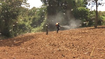 Kenya Defense Forces and National Youth Service spraying locusts.