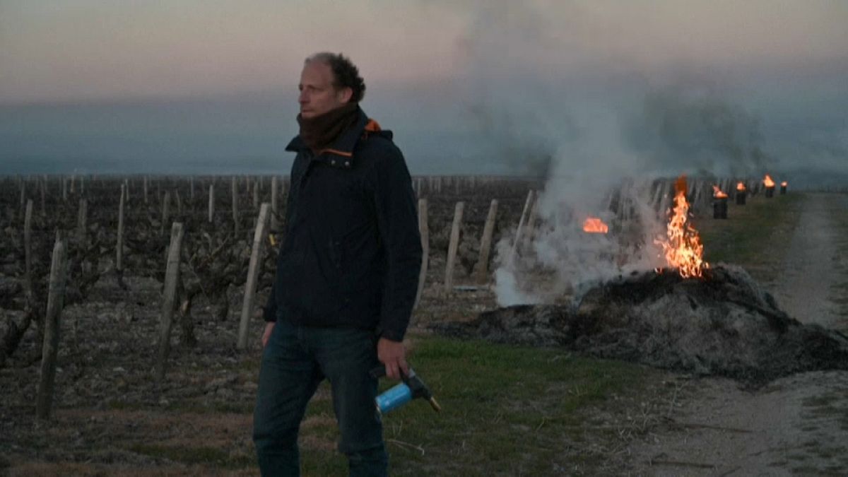 Fáklyákkal védik a szőlőtőkéket a fagytól a francia gazdák