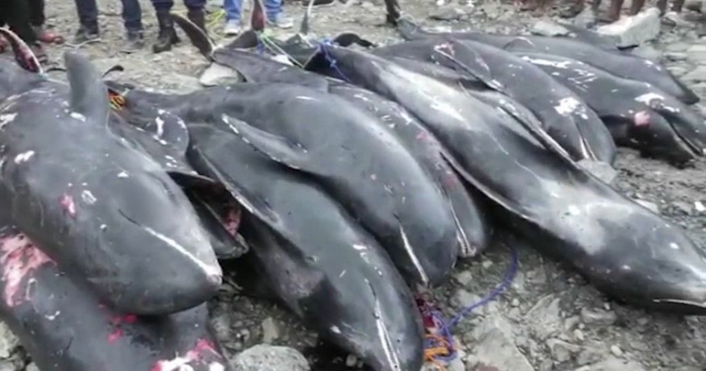 Dead Dolphins washed ashore in Ghana raise concerns - Vimarsana News