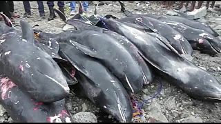 Dead Dolphins washed ashore in Ghana raise concerns