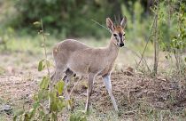 A small duiker captured in South Africa
