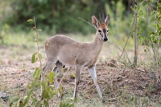 A small duiker captured in South Africa