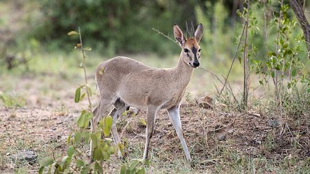 A small duiker captured in South Africa
