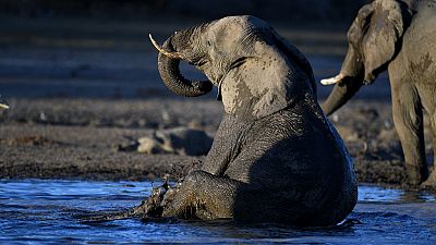 Ouverture controversée de la saison de la chasse à l'éléphant