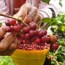 Could climate change spell the end of Colombian coffee?