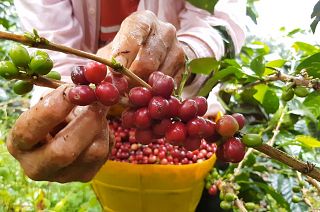 A worker harvests coffee cherries at a farm in Colombia.