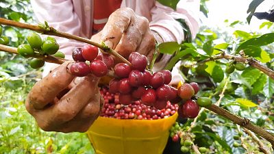 A worker harvests coffee cherries at a farm in Colombia. A worker harvests coffee cherries at a farm in Colombia.