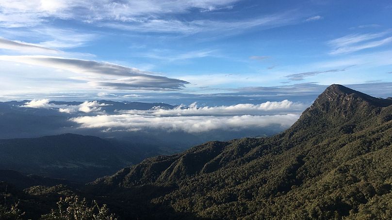 Could climate change spell the end of Colombian coffee?