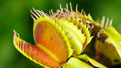 The "robo-plants" are sending natural electric signals to scientists at Singapore's NTU