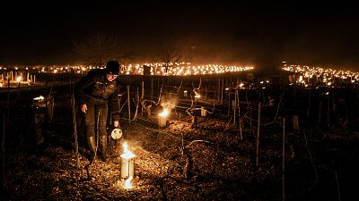 A winegrower from the Daniel-Etienne Defaix wine estate lights anti-frost candles in their vineyard near Chablis, Burgundy, France. April 7, 2021