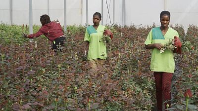 Angola rózsái – virágzó családi vállalkozások a járvány árnyékában