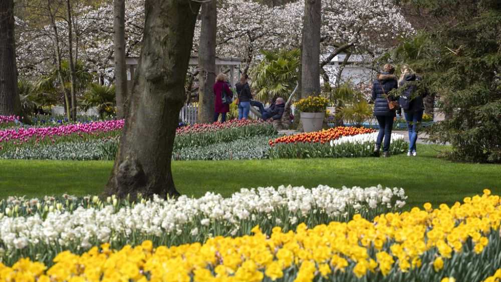 Thousands of tulips from the feet through the tulips, tested at the Dutch flower garden